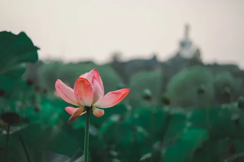 中国北京,北海公园,粉色,荷花,夏天,北海公园,鲜花 中国北京,北海公园,粉色,荷花,夏天,北海公园,鲜花