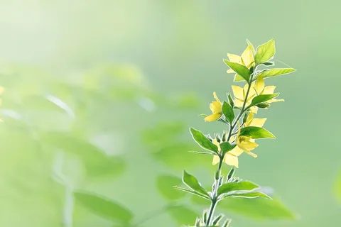 黄花盛开的选择性聚焦照片 黄花盛开的选择性聚焦照片