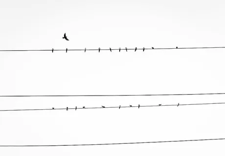 鸟，电线，电线，电线，鸟，电线，动物，天空