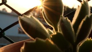 *，台北，生长，特写，植物，自然，多汁植物，自然之美