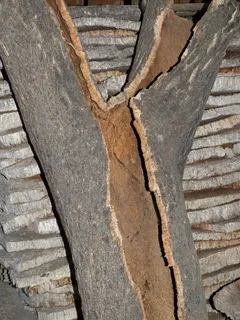 葡萄酒，瓶子，软木板，软木，葡萄酒，瓶子，公告板，天然产品，瓶盖