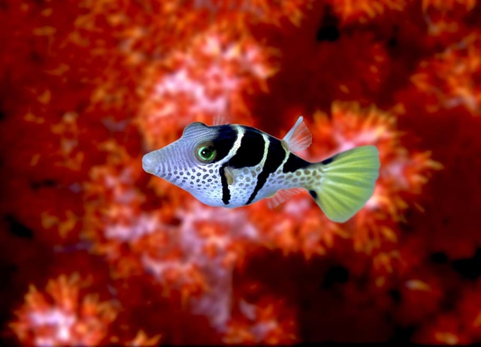 幼年箱浮肿，西米兰岛，泰国，动物主题，野生动物，野生动物，动物，水下