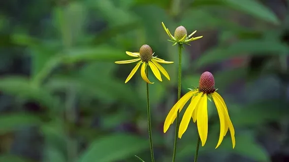 黄色草原锥花。 黄色草原锥花。