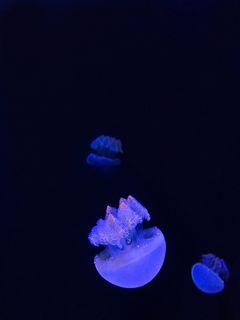 蓝色水母，水母，动物，海洋生物，无脊椎动物，科珀斯克里斯蒂，美国，2710 n海岸大道