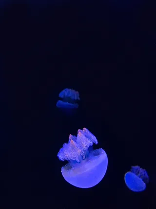 蓝色水母，水母，动物，海洋生物，无脊椎动物，科珀斯克里斯蒂，美国，2710 n海岸大道