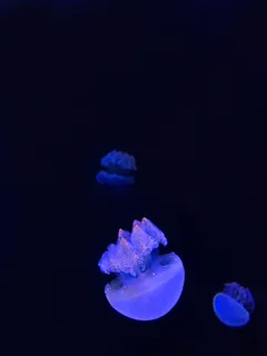 蓝色水母,水母,动物,海洋生物,无脊椎动物,科珀斯克里斯蒂,美国,2710 n海岸大道 蓝色水母,水母,动物,海洋生物,无脊椎动物,科珀斯克里斯蒂,美国,2710 n海岸大道