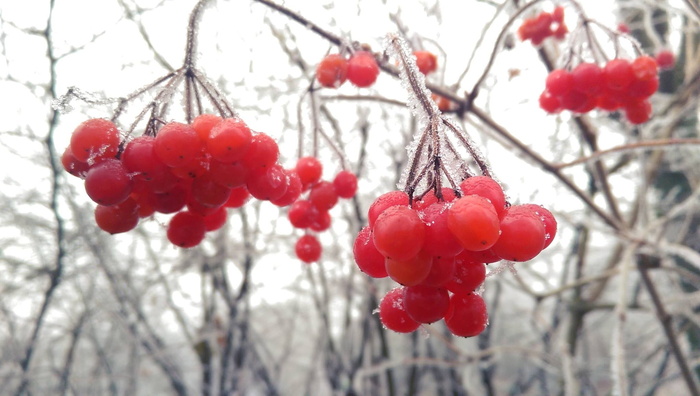 山灰, 冬天, 雪, 红, 植物, 树, 水果, 食物