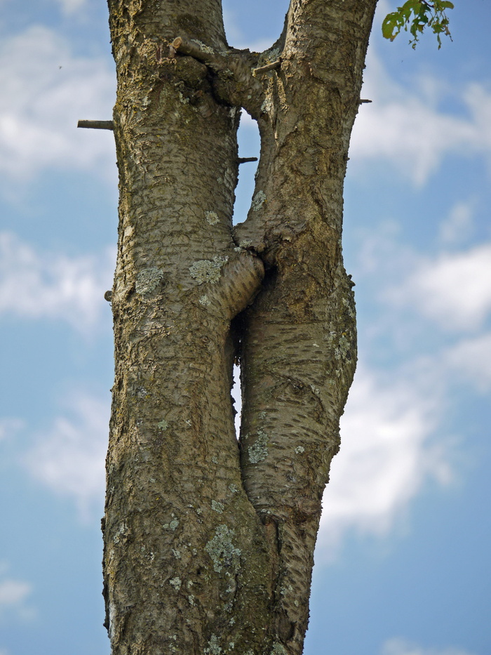 树，分离，原谅，杂草丛生，象征，在一起，分离，树皮