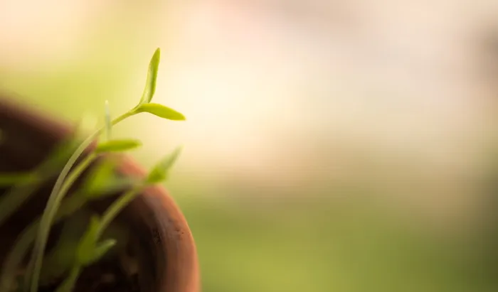 特写，照片，绿色，叶子，植物，前方，背景，模糊