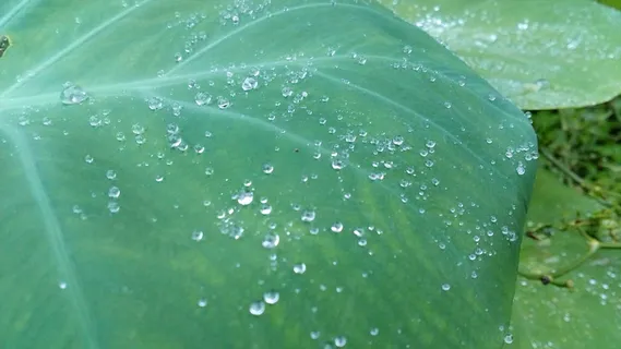 水滴,美丽,可怕,水,水滴,湿,叶子,绿色 水滴,美丽,可怕,水,水滴,湿,叶子,绿色