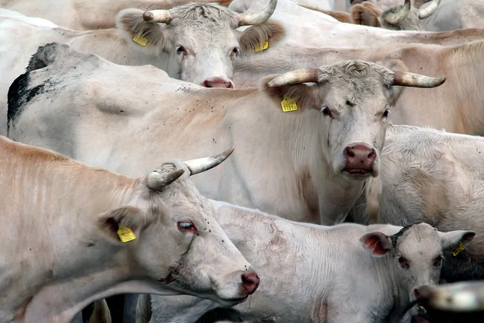 奶牛，犬舍，动物，牛，角，动物，动物主题，哺乳动物