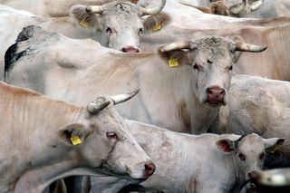 奶牛，犬舍，动物，牛，角，动物，动物主题，哺乳动物