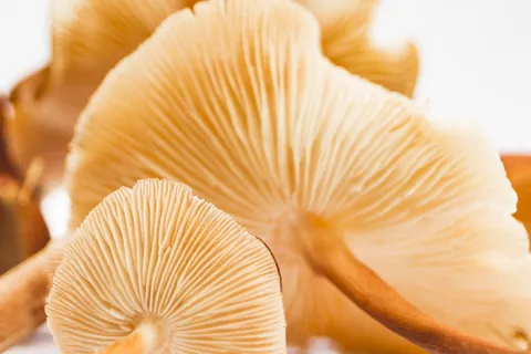 蘑菇浅焦点 蘑菇浅焦点