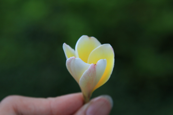 花，鸡蛋花，植物，新鲜度，特写，开花植物，人手，自然之美