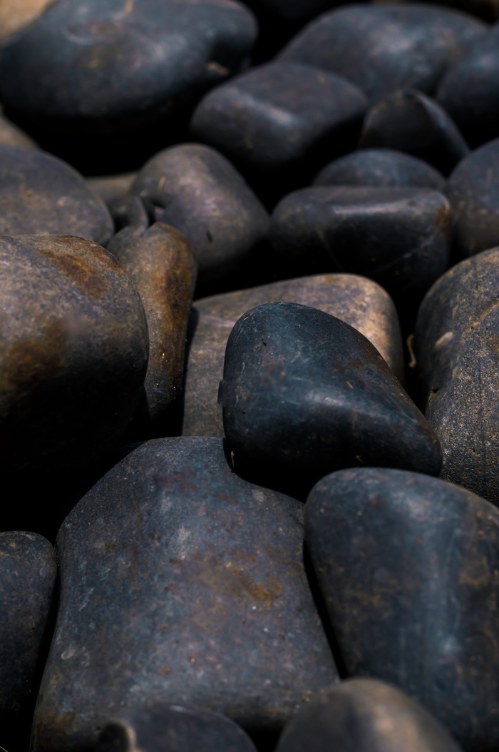 印度，浦那，共生大学，tress，nature，wild，texture，low angle