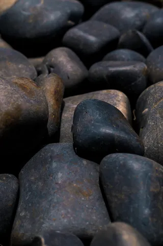 印度，浦那，共生大学，tress，nature，wild，texture，low angle