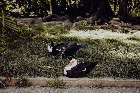 葡萄牙里斯本贝伦热带植物园