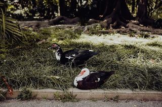 葡萄牙里斯本贝伦热带植物园