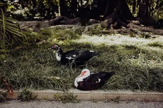 葡萄牙里斯本贝伦热带植物园