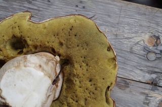 cep、herrenpilz、蘑菇、贵腐病、棕色、特写、木材、食品和饮料