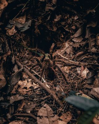 黑狼蛛，地面，动物，植物，叶子，哺乳动物，亚马逊，亚马逊