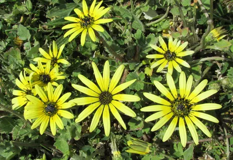 黄花,雏菊,海角草,植物,花,生长,自然之美,黄色 黄花,雏菊,海角草,植物,花,生长,自然之美,黄色
