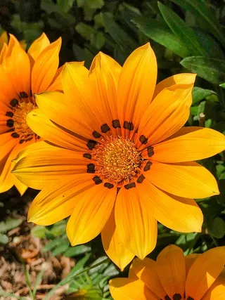 花，植物群，自然，夏天，花瓣，开花植物，新鲜，脆弱