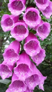 顶针，粉红色，花，开花，夏天，开花，粉红色，脆弱