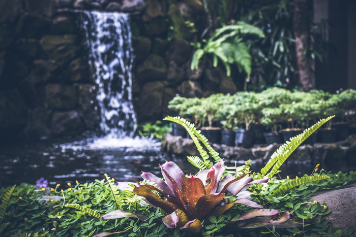 景观、自然、水、花、美丽、多彩、色彩、环境