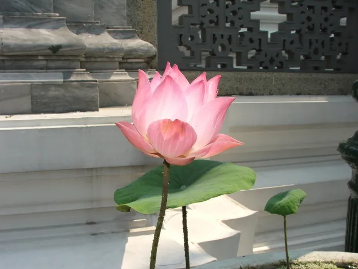 莲花, 泰国, 宫, 曼谷, 花, 开花植物, 植物, 粉红色