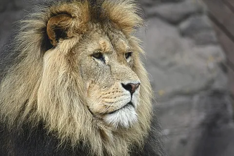 人物、拍照、拍照、雄性、狮子、雄伟、felline、国王 人物、拍照、拍照、雄性、狮子、雄伟、felline、国王