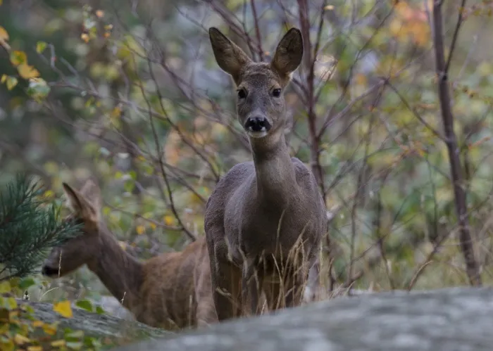 瑞典，哥德堡，哈斯加坦，鹿，自然，森林，树木，动物
