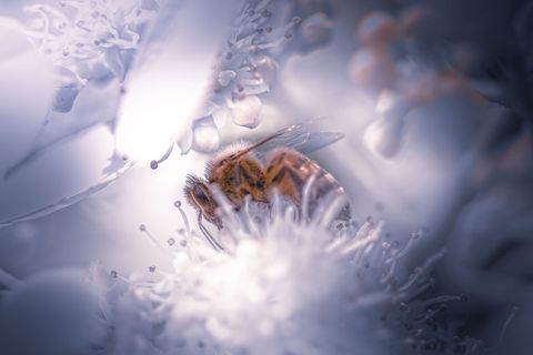 无标题，自然，户外，花朵，蜜蜂，饲料，白色，飞翔的蜜蜂