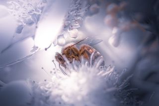 无标题，自然，户外，花朵，蜜蜂，饲料，白色，飞翔的蜜蜂