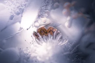 无标题，自然，户外，花朵，蜜蜂，饲料，白色，飞翔的蜜蜂