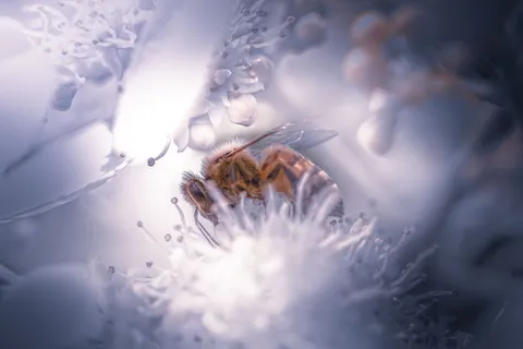 无标题,自然,户外,花朵,蜜蜂,饲料,白色,飞翔的蜜蜂 无标题,自然,户外,花朵,蜜蜂,饲料,白色,飞翔的蜜蜂