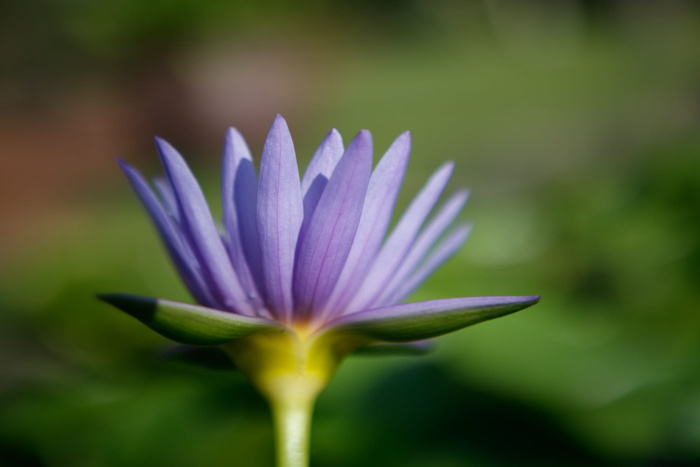 花，睡莲，紫色，开花，花瓣，开花，脆弱，自然
