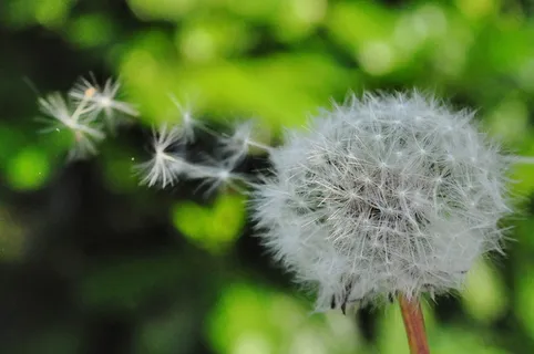 白色蒲公英花 白色蒲公英花
