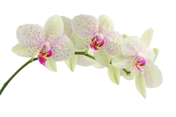 绿色，飞蛾兰，特写，摄影，特写摄影，兰花，白色，花朵
