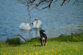 天鹅，狗，水，湖，遭遇，动物，河流，动物