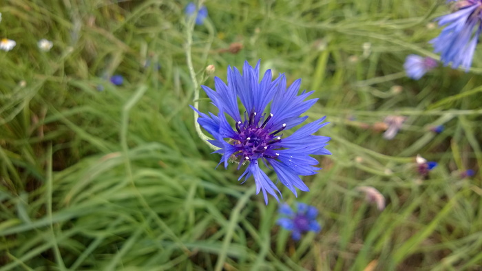 矢车菊，紫色，蓝色，花，自然，紫色，开花，开花