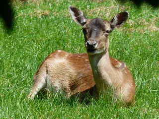 damm野生、自然、森林、狍子、草、动物、动物主题、植物