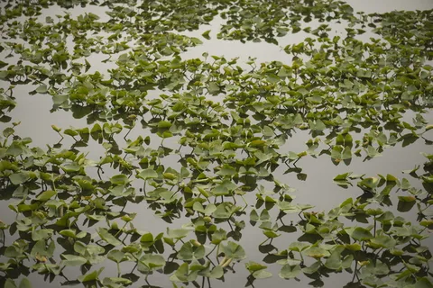 颜色、绿色、湖泊、树叶、自然、绿色、湖泊、户外、反射 颜色、绿色、湖泊、树叶、自然、绿色、湖泊、户外、反射