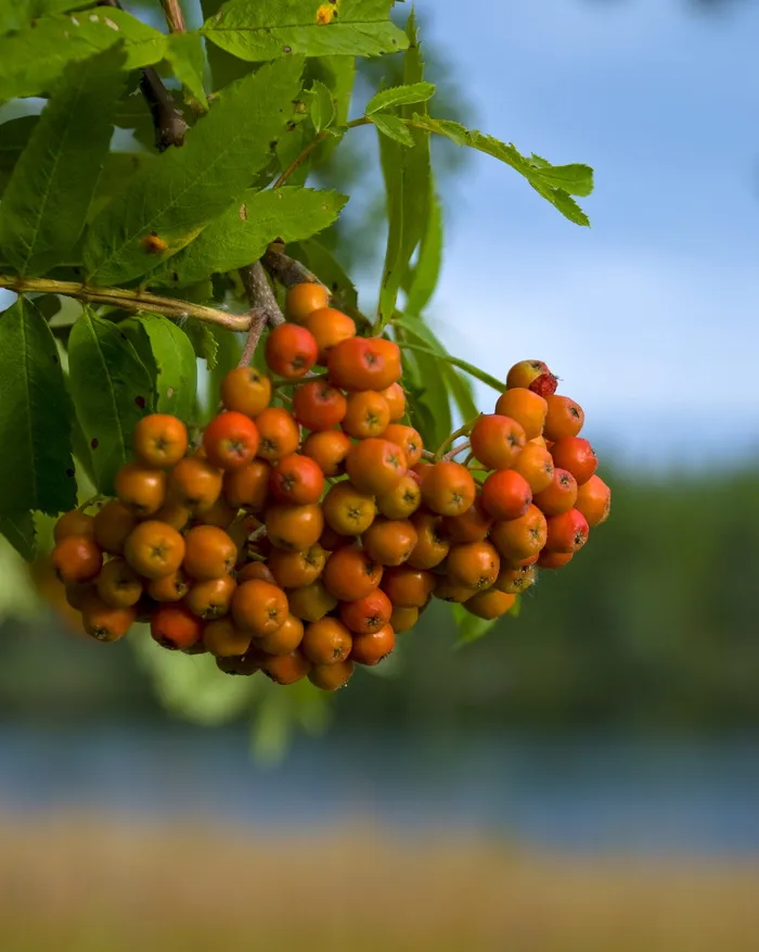 水果，席，浆果，自然，青蛙，罗文，罗文浆果，树