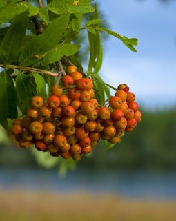 水果，席，浆果，自然，青蛙，罗文，罗文浆果，树