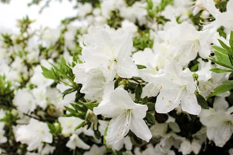 日本，富士宫，富士保护区，白色，明亮，春天，夏天，欢乐