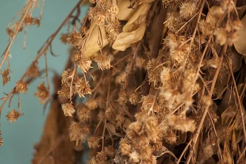 干草 干草