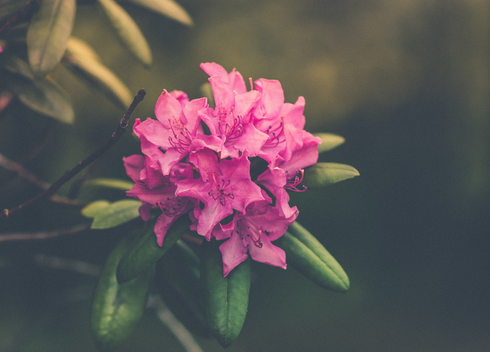 特写, 照片, 粉红色, 花瓣, 花瓣, 花, 花, 性质