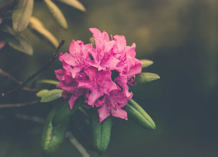 特写, 照片, 粉红色, 花瓣, 花瓣, 花, 花, 性质