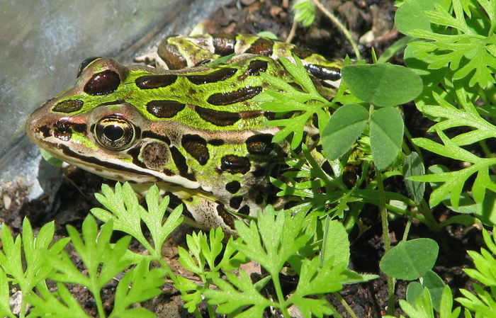 加拿大安大略省moneymore北方豹蛙，lithobates pipiens，普通实验室蛙，动物主题，一种动物